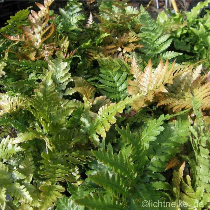 Rotschleier\u002D\u0020Farn\u0020\u0028Dryopteris\u0020erythrosora\u0029\u0020