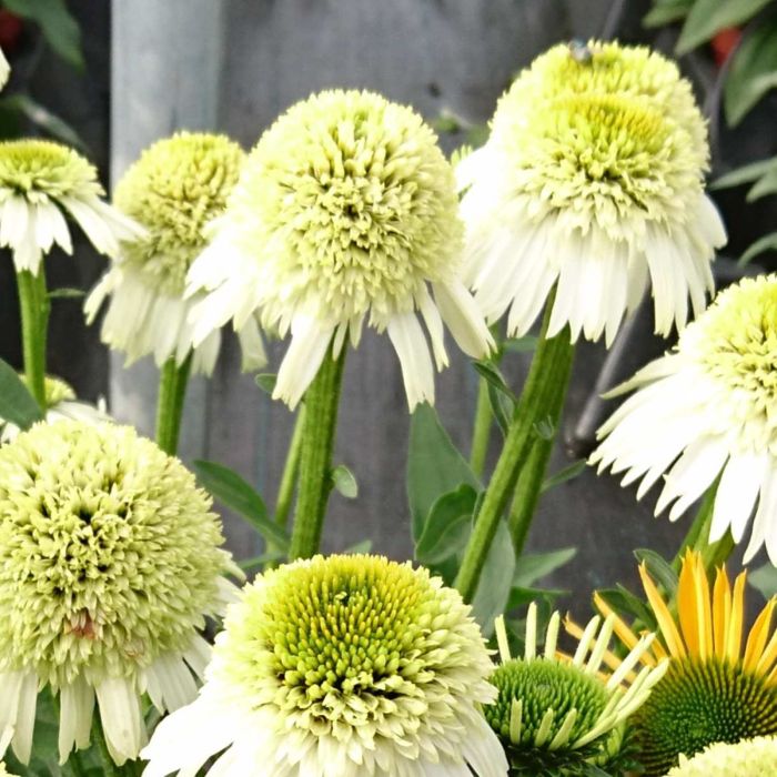 Sonnenhut\u0020\u0028Echinacea\u0029\u0020Delicious\u0020Nougat