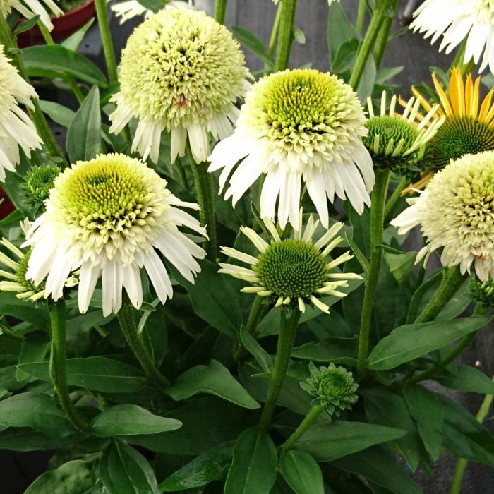 Sonnenhut\u0020\u0028Echinacea\u0029\u0020Delicious\u0020Nougat