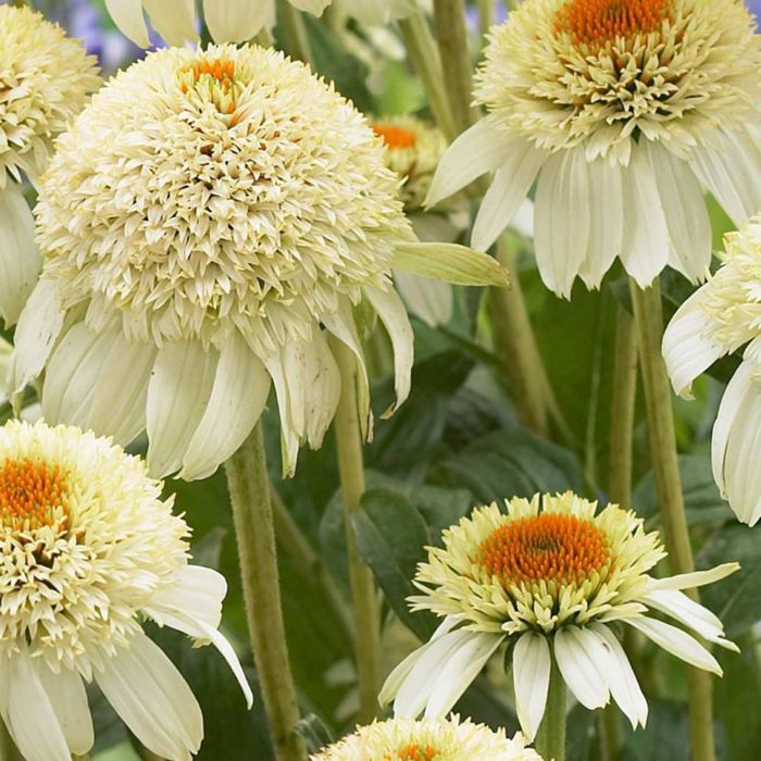 Sonnenhut\u0020\u0028Echinacea\u0029\u0020Milkshake