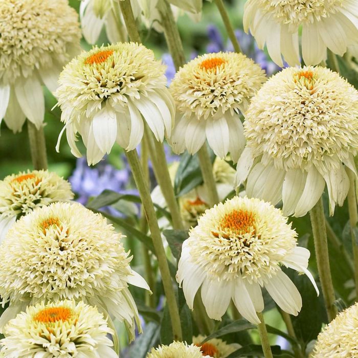 Sonnenhut\u0020\u0028Echinacea\u0029\u0020Milkshake