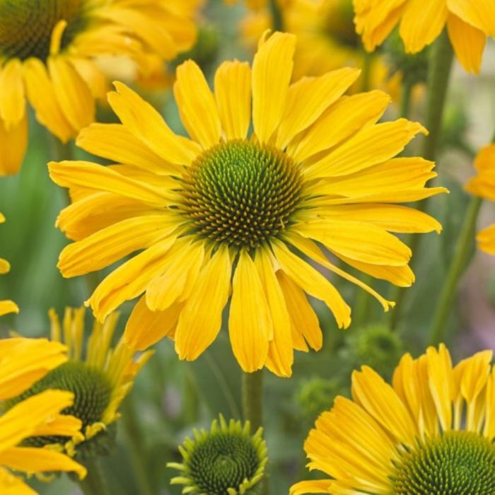 Sonnenhut\u0020\u0028Echinacea\u0020purpurea\u0029\u0020Yellow\u0020Passion