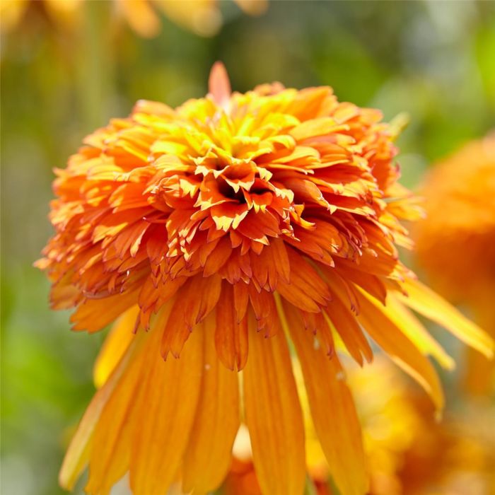Sonnenhut\u0020\u0028Echinacea\u0029\u0020Marmalade