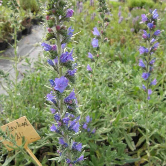 Natterkopf\u0020\u0028Echium\u0020vulgare\u00A0\u0029\u0020blau