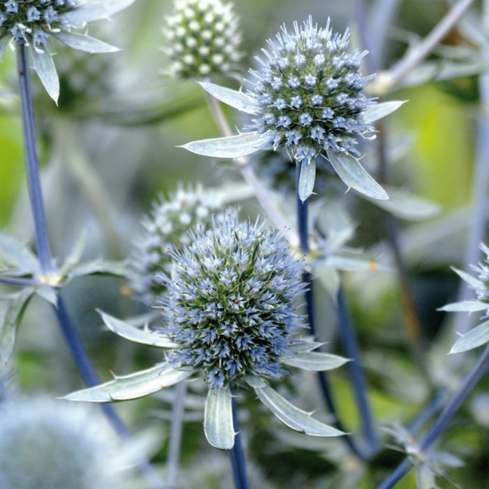 Edeldistel\u0020\u0028Eryngium\u0020planum\u0029\u0020Blue\u0020Hobbit