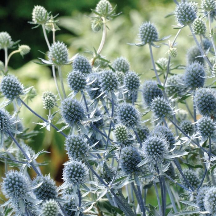 Edeldistel\u0020\u0028Eryngium\u0020planum\u0029\u0020Blue\u0020Hobbit