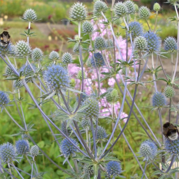 Edeldistel\u0020\u0028Eryngium\u0020planum\u0029\u0020Blue\u0020Hobbit