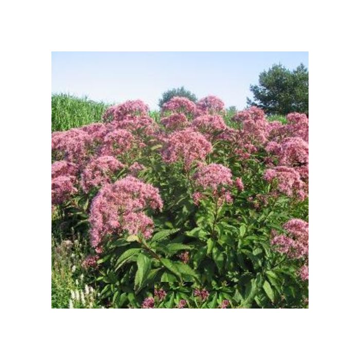 Roter\u0020Wasserdost\u0020\u0028Eupatorium\u0020fistulosum\u0029\u0020Riesenschirm