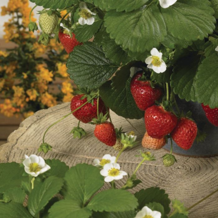 Balkon\u002DErdbeere\u0020\u0028Fragaria\u0020x\u0020ananassa\u0029\u0020Loran\u0020F1
