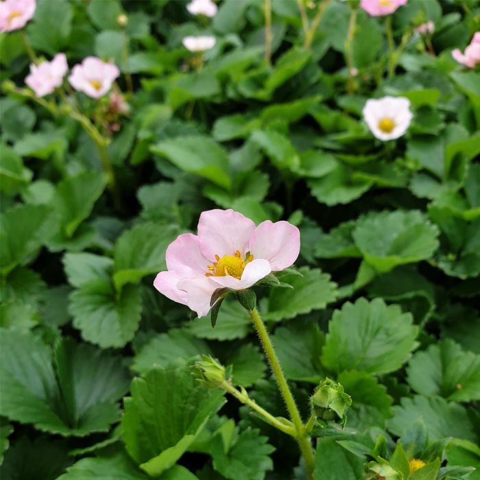Erdbeerpflanze\u0020Erdbeere\u0020\u0028Fragaria\u0020x\u0020ananassa\u0029\u0020Roman