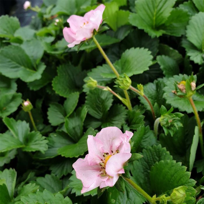 Erdbeerpflanze\u0020Erdbeere\u0020\u0028Fragaria\u0020x\u0020ananassa\u0029\u0020Roman
