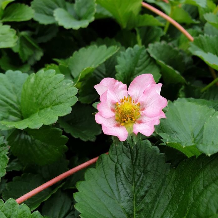 Erdbeerpflanze\u0020Erdbeere\u0020\u0028Fragaria\u0020x\u0020ananassa\u0029\u0020Roman