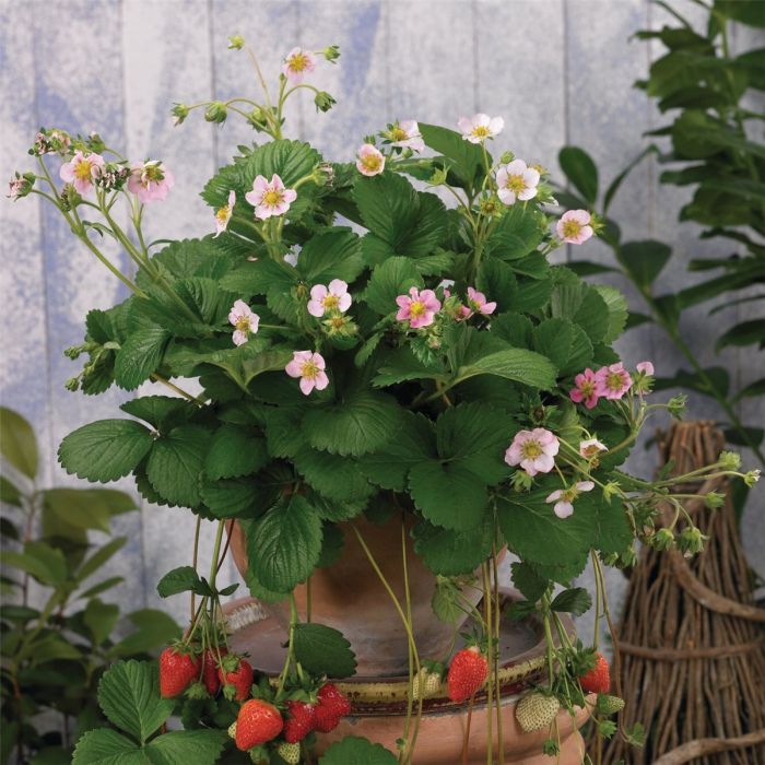 Erdbeerpflanze\u0020Erdbeere\u0020\u0028Fragaria\u0020x\u0020ananassa\u0029\u0020Roman
