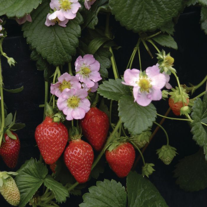 Erdbeerpflanze\u0020Erdbeere\u0020\u0028Fragaria\u0020x\u0020ananassa\u0029\u0020Roman