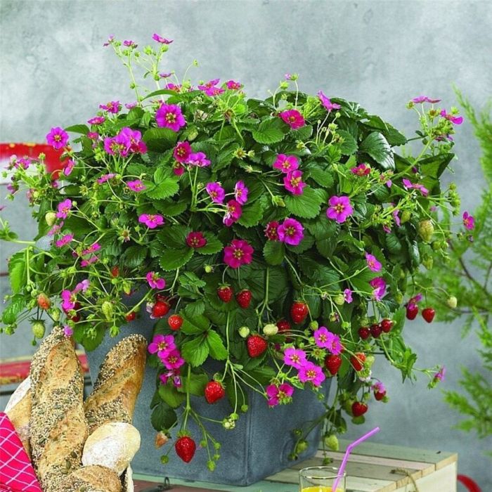 H\u00E4ngeerdbeere\u0020\u0020\u0028Fragaria\u0029\u0020FRAGOO\u0020Toscana\u0020F1\u0020Deep\u0020Rose