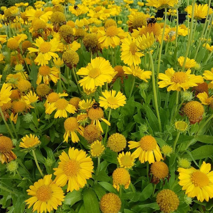 Kokardenblume\u0020\u0028Gaillardia\u0020aristata\u0029\u0020Mesa\u2122\u0020Yellow