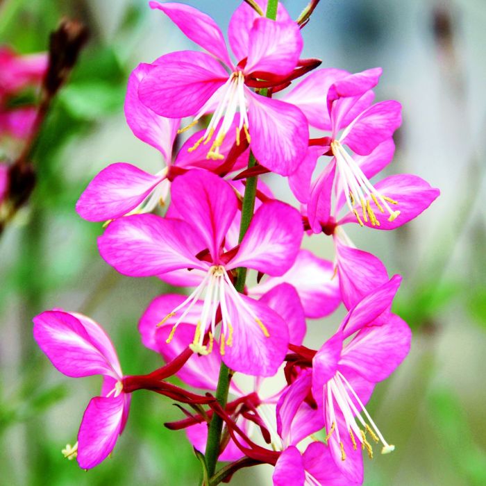 Prachtkerze\u0020\u0028Gaura\u0020lindheimerii\u0029\u0020Freefolk\u0020Rosy