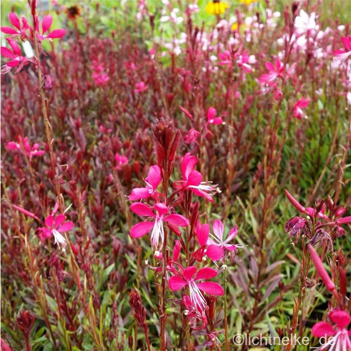 Prachtkerze\u0020\u0028Gaura\u0020lindheimerii\u0020\u0029\u0020PINK\u0020DWARF