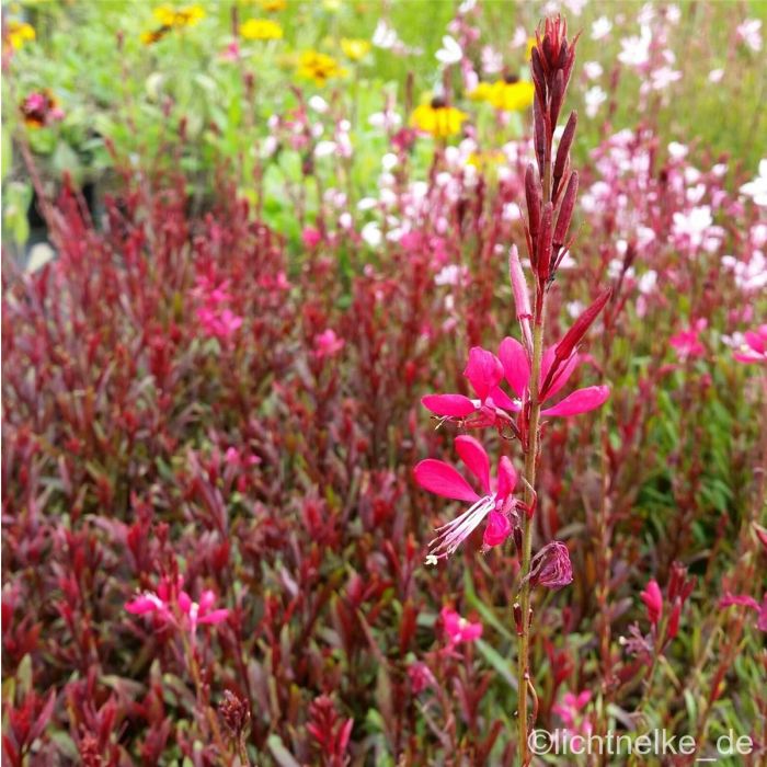 Prachtkerze\u0020\u0028Gaura\u0020lindheimerii\u0020\u0029\u0020PINK\u0020DWARF