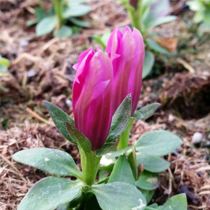 Enzian\u0020\u0028Gentiana\u0020makinoi\u0029\u0020Little\u0020Pinkie