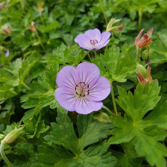 Storchschnabel\u0020\u0028Geranium\u0029\u0020Azure\u0020Rush