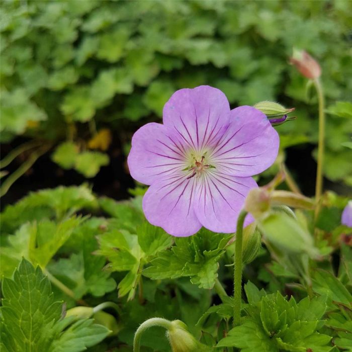 Storchschnabel\u0020\u0028Geranium\u0029\u0020Azure\u0020Rush