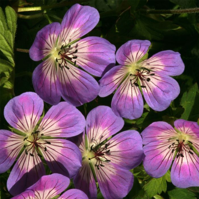 Storchschnabel\u0020\u0028Geranium\u0020hybride\u0029\u0020Sweet\u0020Heidy