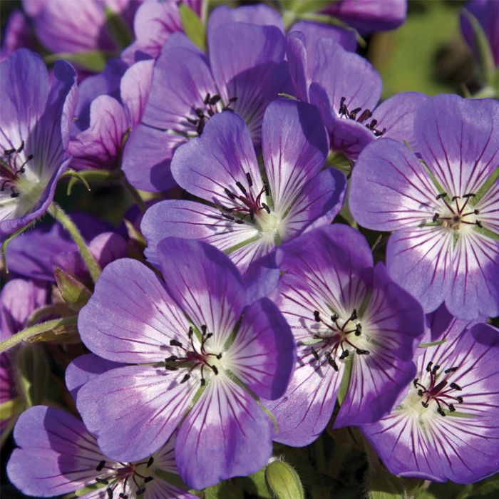 Storchschnabel\u0020\u0028Geranium\u0020hybride\u0029\u0020Sweet\u0020Heidy