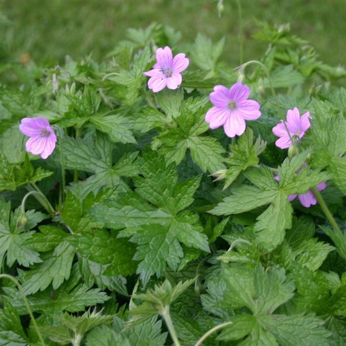Storchschnabel\u0020\u0028Geranium\u0020oxonianum\u0020\u0028x\u0029\u0029\u0020Lady\u0020Moore