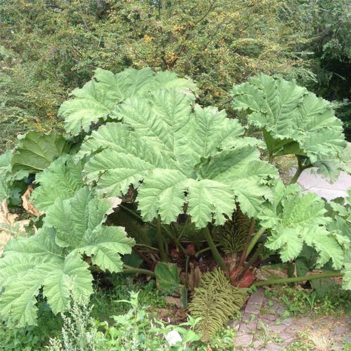 Riesen\u0020\u002D\u0020Mammutblatt\u0020\u0028Gunnera\u0020manicata\u0029\u0020