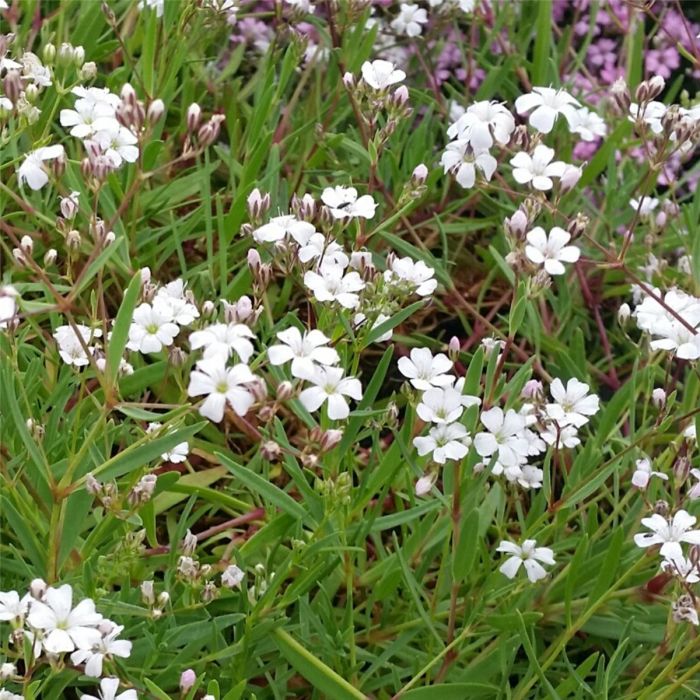 Zwergschleierkraut\u0020\u0028Gypsophila\u0020repens\u0020\u0029\u0020Alba