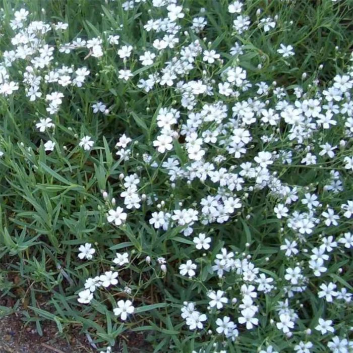 Zwergschleierkraut\u0020\u0028Gypsophila\u0020repens\u0020\u0029\u0020Alba