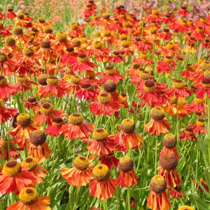 15\u0020St\u00FCck\u0020Mix\u0020Leuchtende\u0020Farbe\u0020\u002A\u0020Indian\u0020Summer\u0020mit\u0020Gr\u00E4sern\u0020\u002A\u0020mit\u0020PFLANZPLAN\u0020\u0028Mix\u0029\u0020