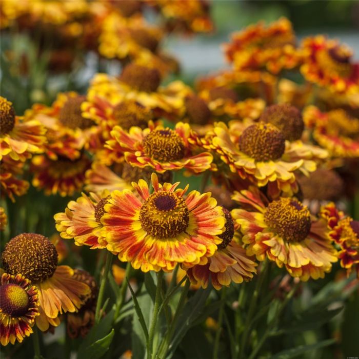Sonnenbraut\u0020\u0028Helenium\u0020autumnale\u0020Mariachi\u0029\u0020Fuego