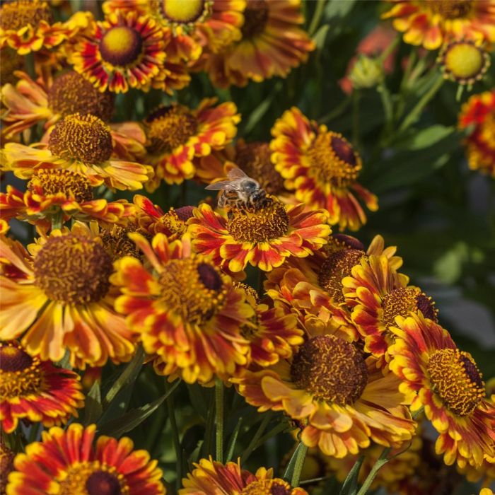 Sonnenbraut\u0020\u0028Helenium\u0020autumnale\u0020Mariachi\u0029\u0020Fuego