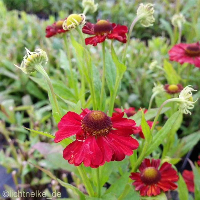 Sonnenbraut\u0020\u0028Helenium\u0029\u0020INDIANERSOMMER