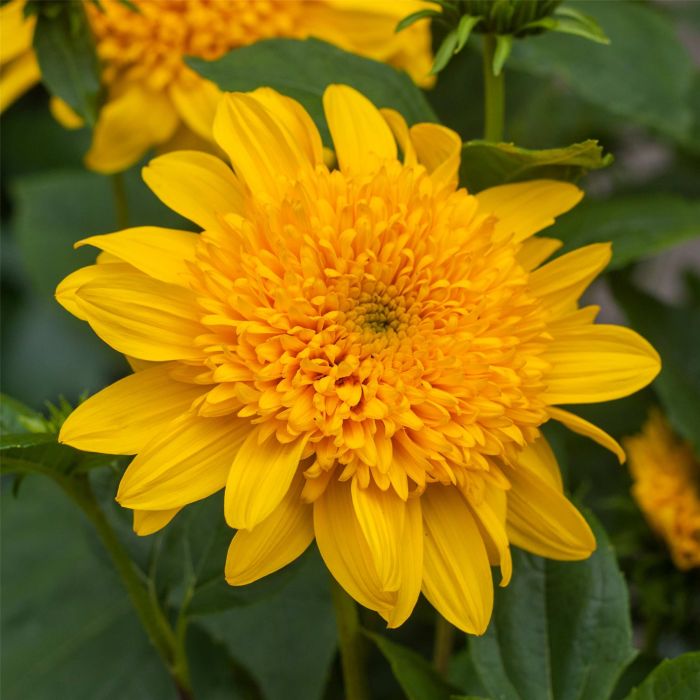 Stauden\u002DSonnenblume\u0020\u0028Helianthus\u0029\u0020Double\u0020Whammy