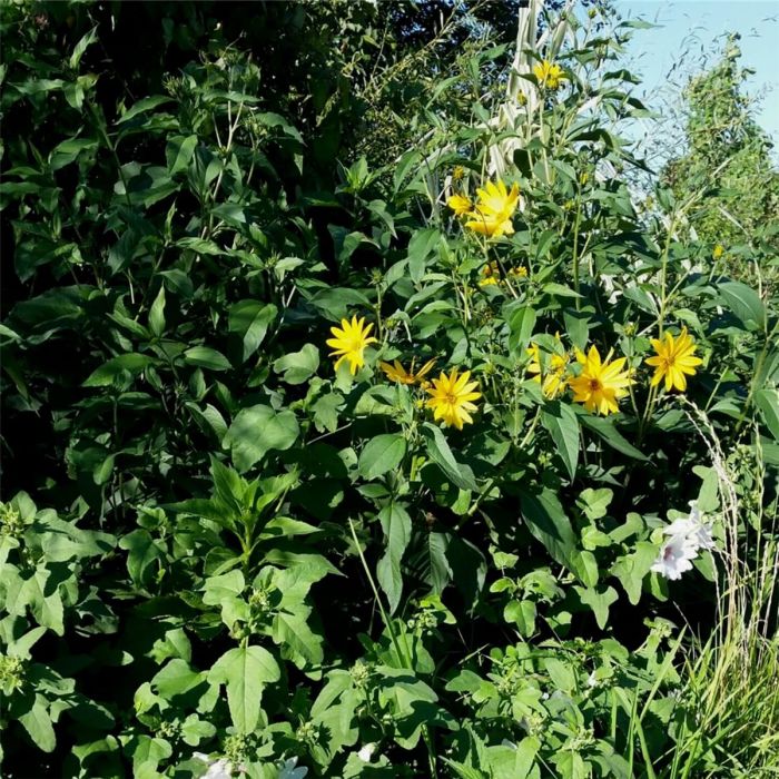 Topinambur\u0020\u0028Helianthus\u0020tuberosus\u0029\u0020
