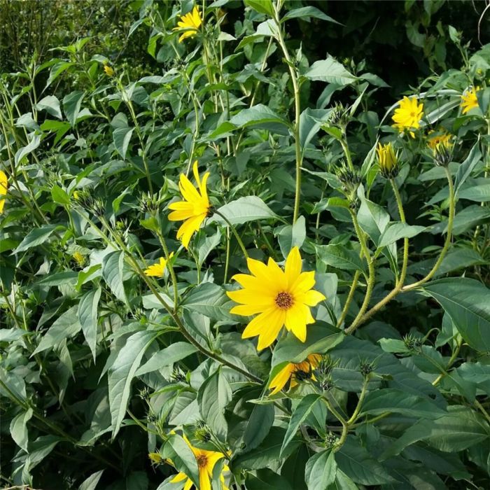 Topinambur\u0020\u0028Helianthus\u0020tuberosus\u0029\u0020