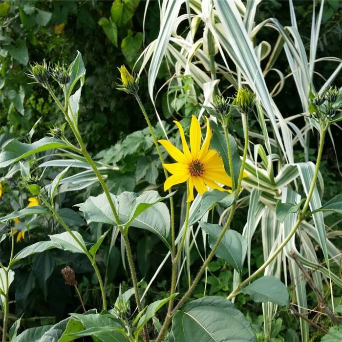 Topinambur\u0020\u0028Helianthus\u0020tuberosus\u0029\u0020