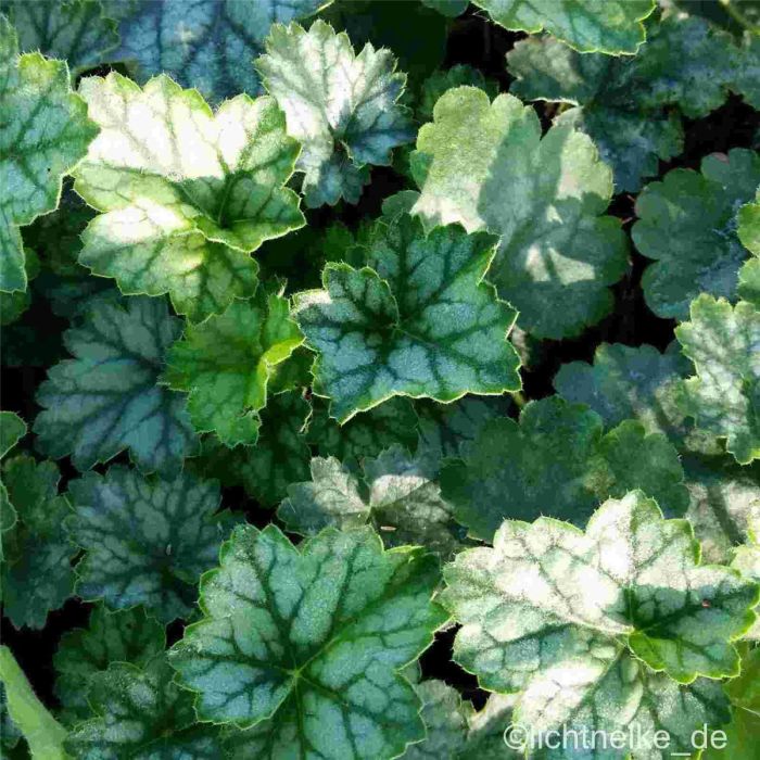 Purpurgl\u00F6ckchen\u0020\u0028Heuchera\u0029\u0020Little\u0020Cuties\u0020Peppermint