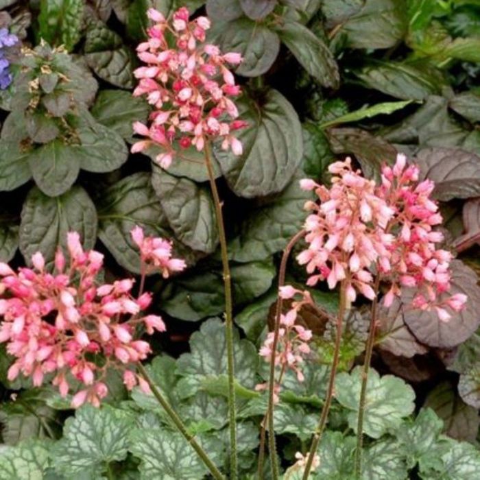 Purpurgl\u00F6ckchen\u0020\u0028Heuchera\u0029\u0020Little\u0020Cuties\u0020Peppermint
