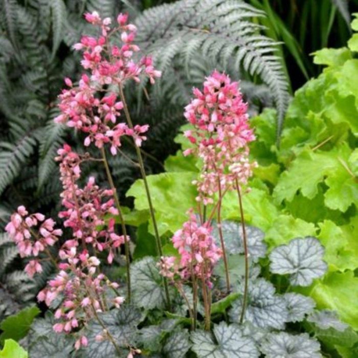Purpurgl\u00F6ckchen\u0020\u0028Heuchera\u0029\u0020Little\u0020Cuties\u0020Peppermint