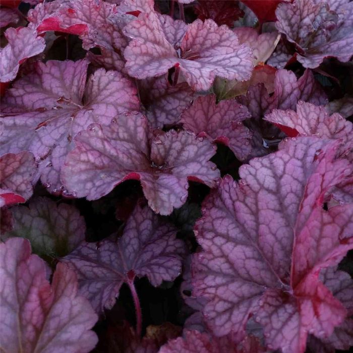 Purpurgl\u00F6ckchen\u0020\u0028Heuchera\u0020\u0029\u0020BERRY\u0020SMOOTHIE