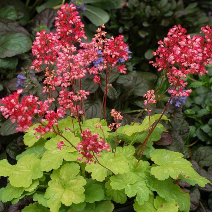 Purpurgl\u00F6ckchen\u0020\u0028Heuchera\u0029\u0020Little\u0020Cuties\u0020Sweet\u0020Tart