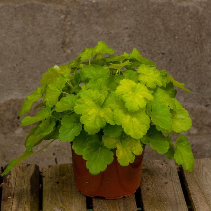 Purpurgl\u00F6ckchen\u0020\u0028Heuchera\u0029\u0020Little\u0020Cuties\u0020Sweet\u0020Tart