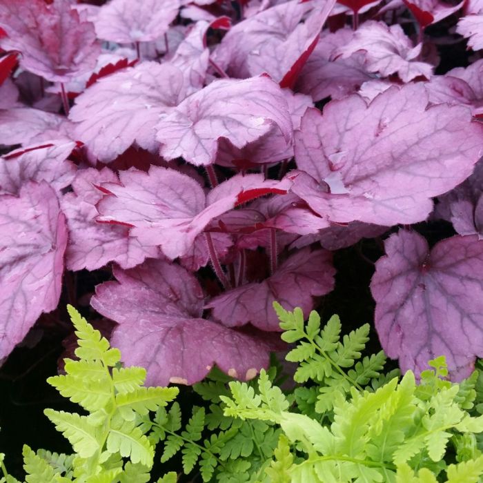 15\u0020St\u00FCck\u0020Mix\u0020Leuchtende\u0020Farbe\u0020\u002A\u0020Indian\u0020Summer\u0020mit\u0020Gr\u00E4sern\u0020\u002A\u0020mit\u0020PFLANZPLAN\u0020\u0028Mix\u0029\u0020