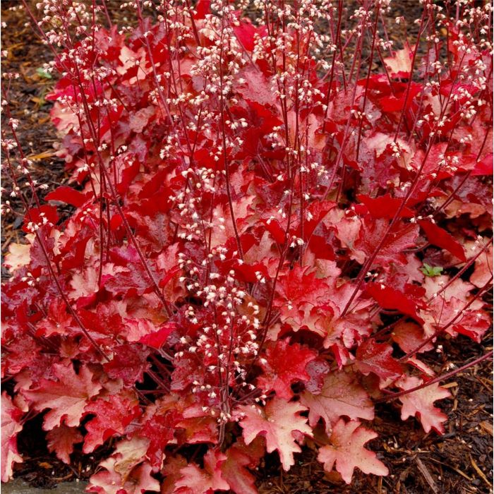 Purpurgl\u00F6ckchen\u0020\u0028Heuchera\u0020micrantha\u0020\u0029\u0020Peach\u0020Flamb\u00E9