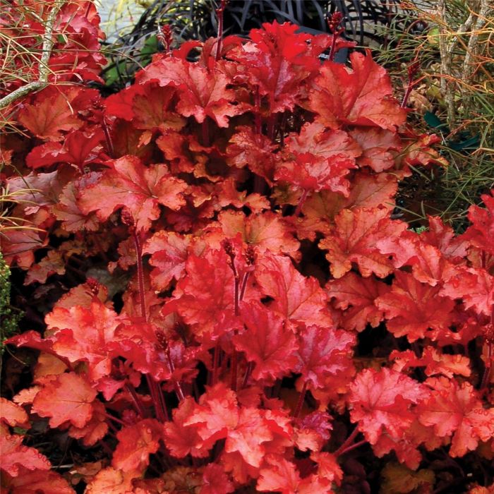 Purpurgl\u00F6ckchen\u0020\u0028Heuchera\u0020micrantha\u0020\u0029\u0020Peach\u0020Flamb\u00E9