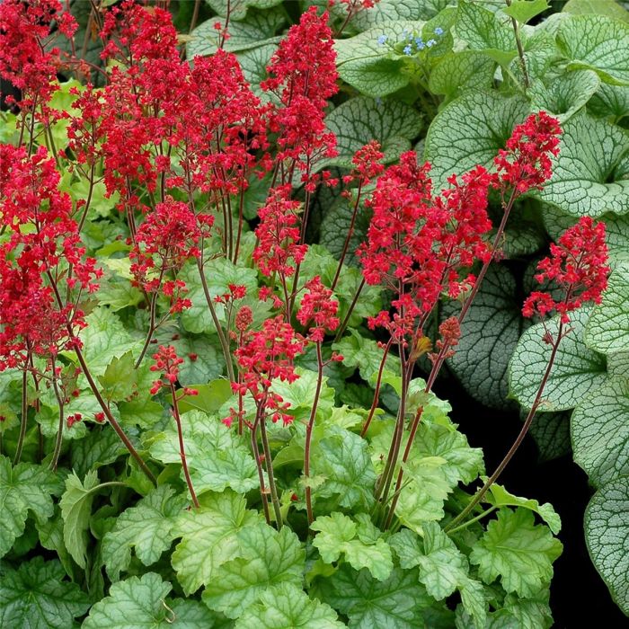 Purpurgl\u00F6ckchen\u0020\u0028Heuchera\u0020villosa\u0029\u0020Tokyo